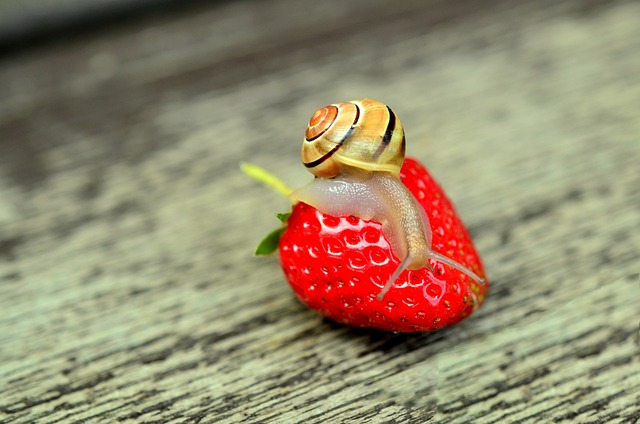 子どもに聞かれて答えられる？カタツムリの食べもの、実は奥が深い！